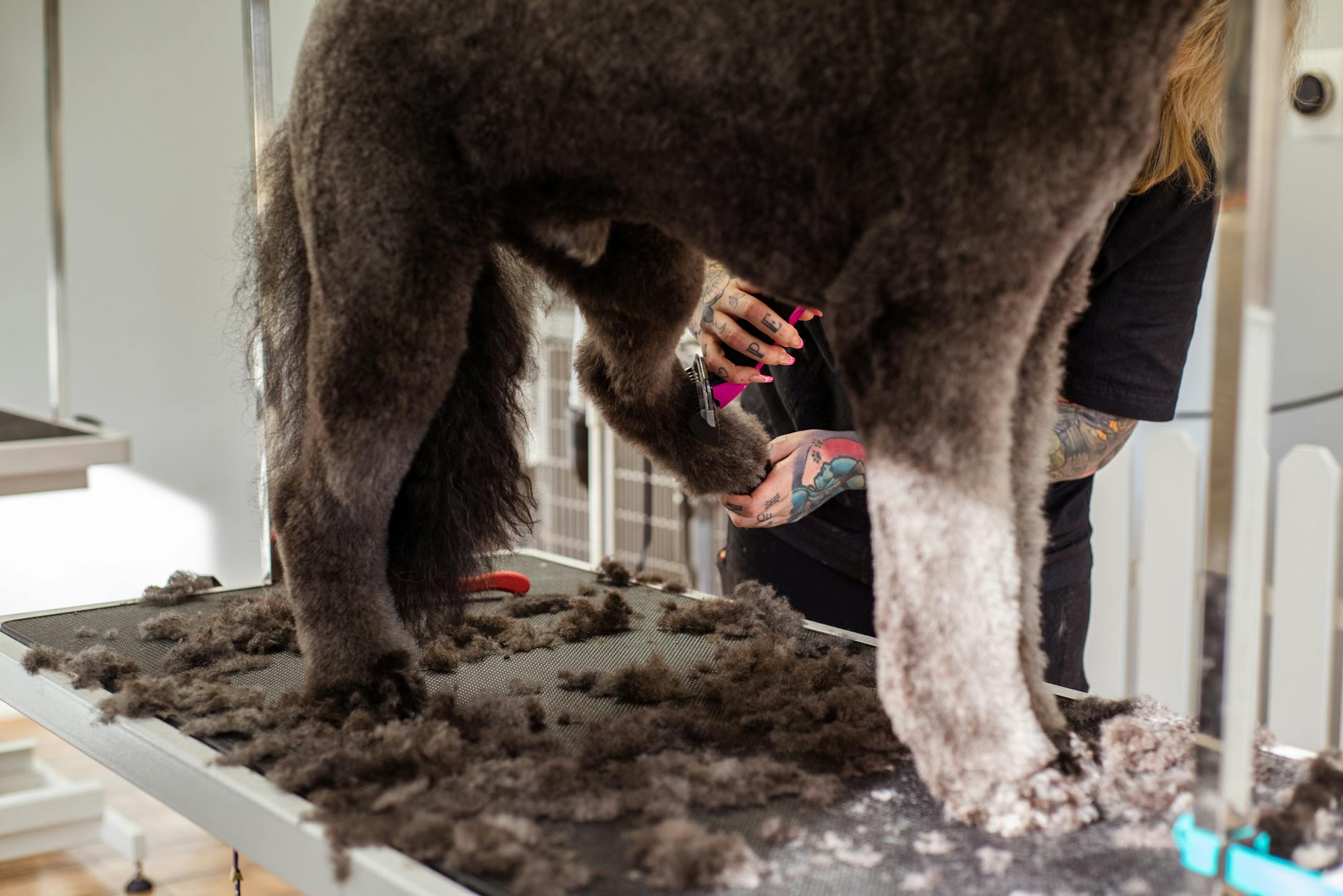 Groomer przycina sierść dużego psa w salonie, obok leżą akcesoria do strzyżenia